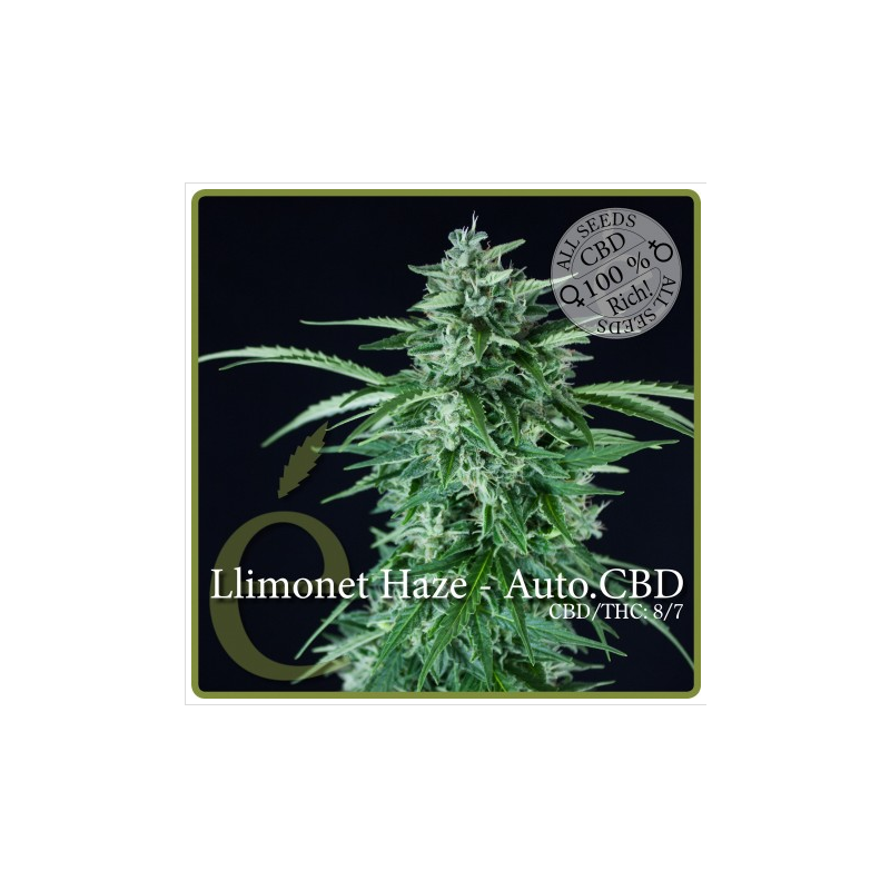 Llimonet Haze CBD Auto