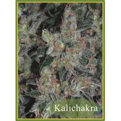 Kalichacra
