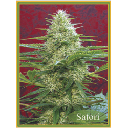 Satori
