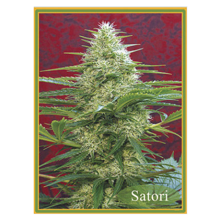 Satori