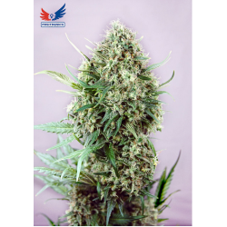 Jack Diesel