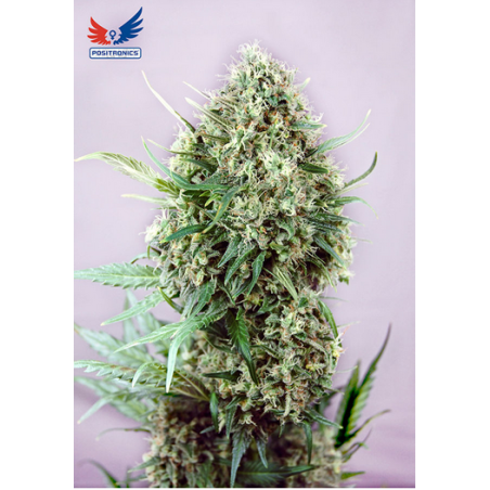 Jack Diesel