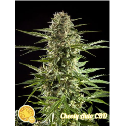Cheesy CBD Auto