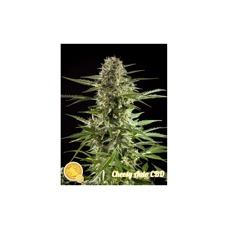 Cheesy CBD Auto