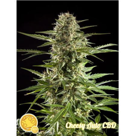 Cheesy CBD Auto