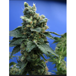 Sage'n Sour