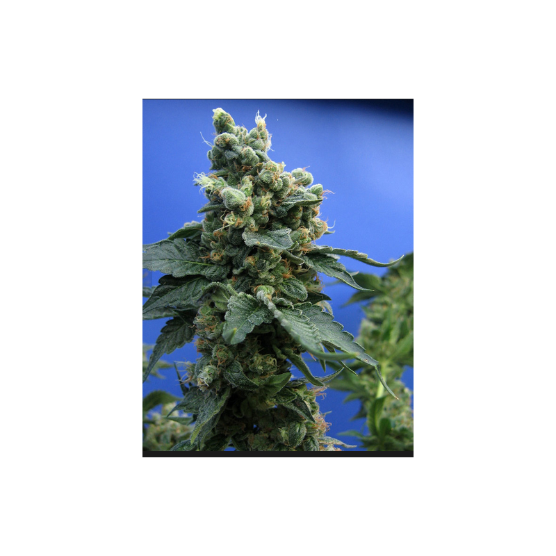 Sage'n Sour