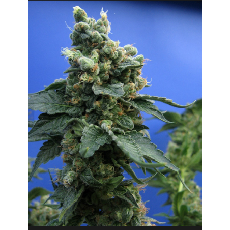 Sage'n Sour