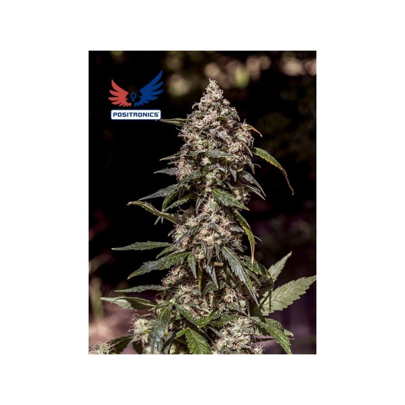 CBD+ 1:20 - 5 Semillas