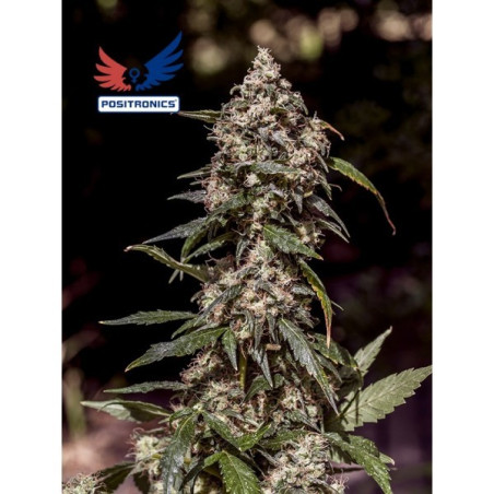 CBD+ 1:20 - 5 Semillas