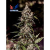 CBD+ 1:20 - 5 Semillas