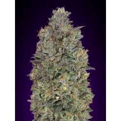 Critical Purple Kush