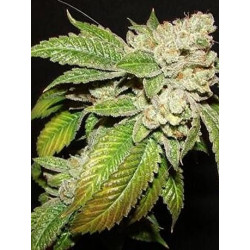 Larry OG Kush