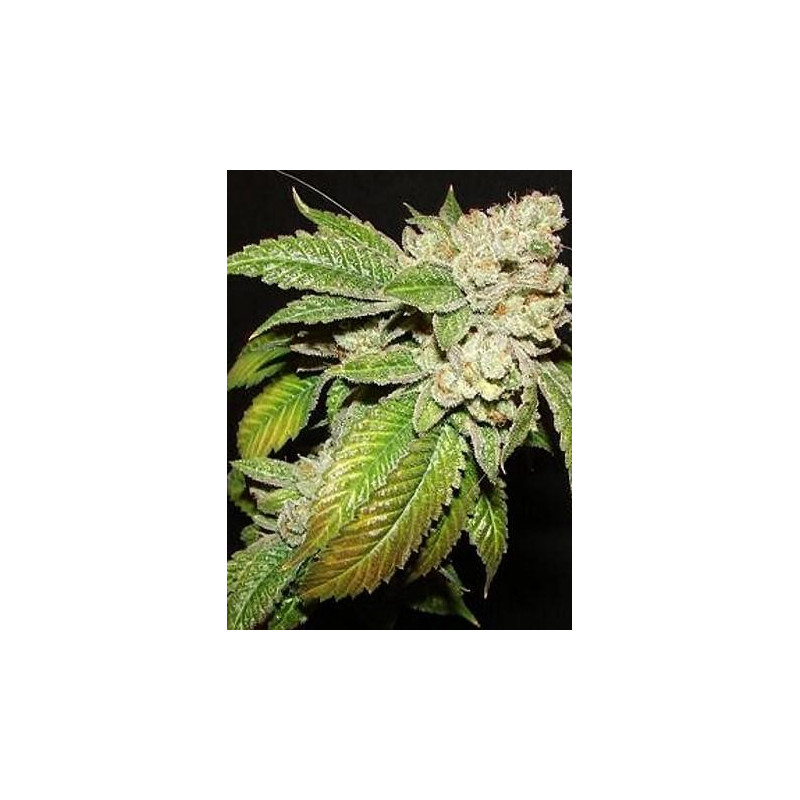 Larry OG Kush