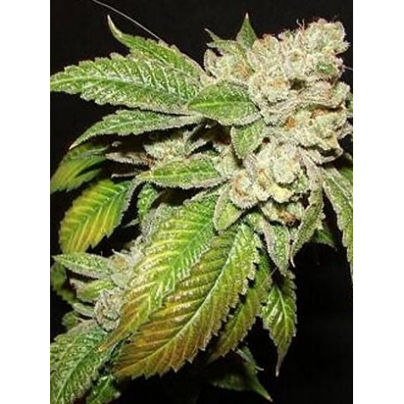 Larry OG Kush