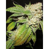 Larry OG Kush