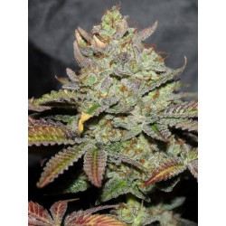 Girl Scout Cookies