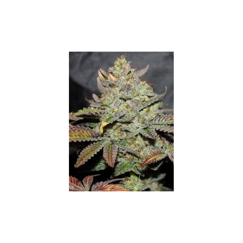 Girl Scout Cookies
