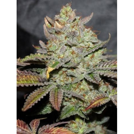Girl Scout Cookies
