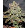 Girl Scout Cookies