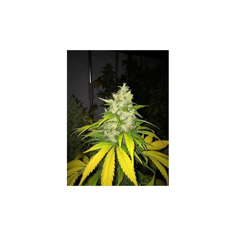 Chocolate Chunk
