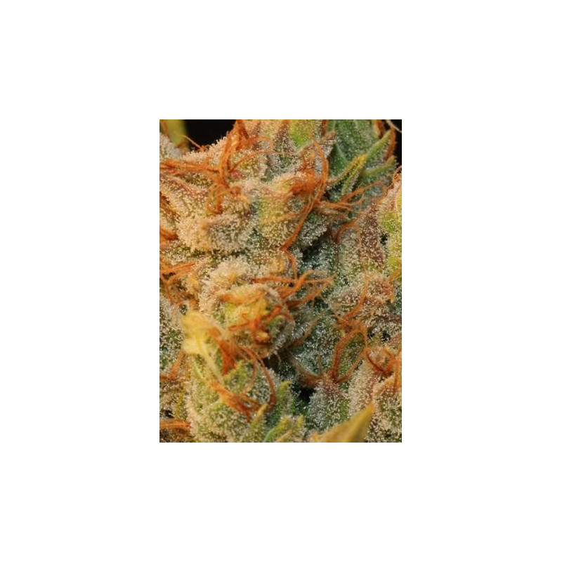M.K. Ultra x bubblegum