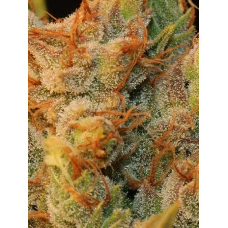 M.K. Ultra x bubblegum