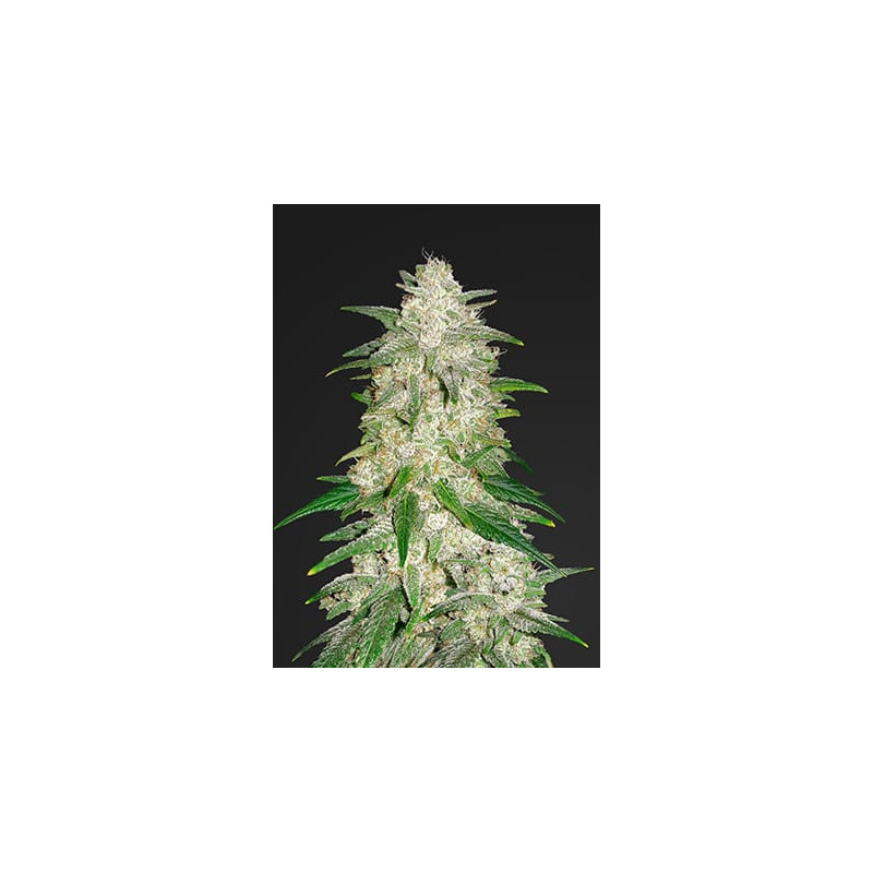 Gelato Auto