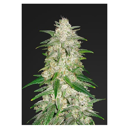 Gelato Auto