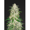 Gelato Auto