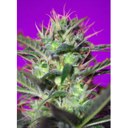 Sweet Cherry Pie