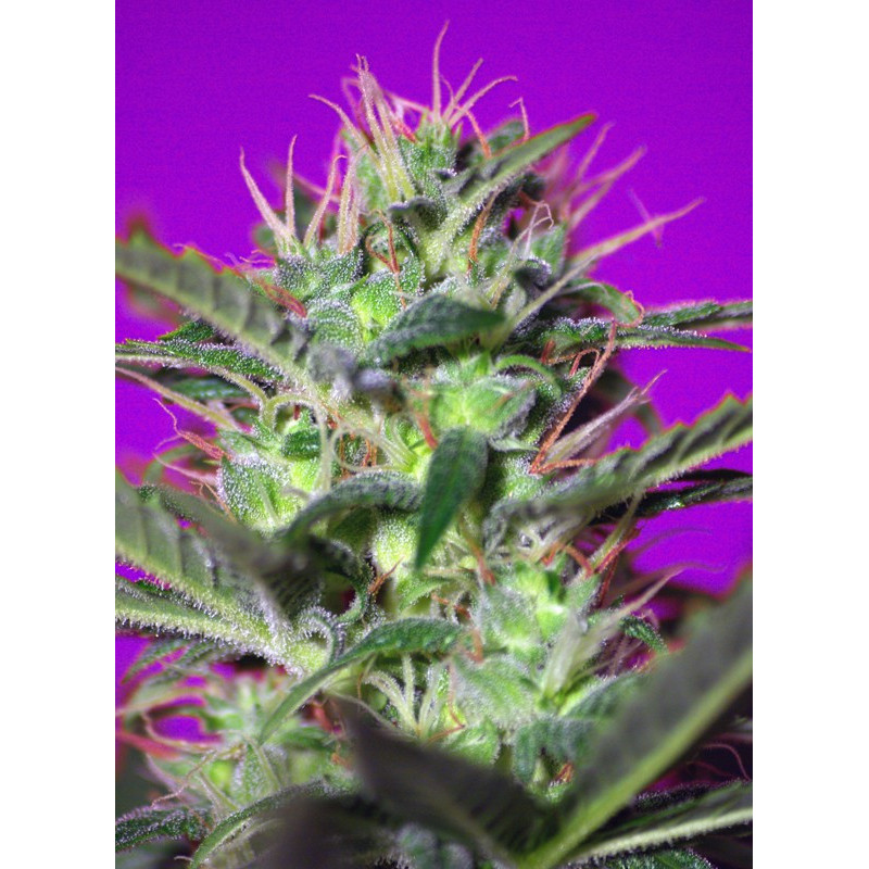 Sweet Cherry Pie