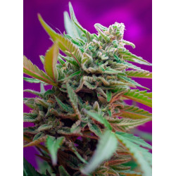 Black Jack Auto