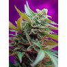 Black Jack Auto