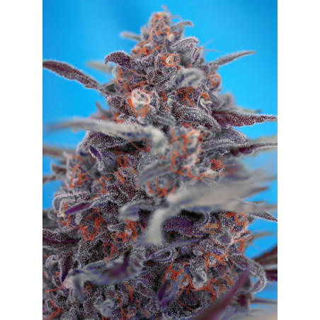 Devil Cream Auto