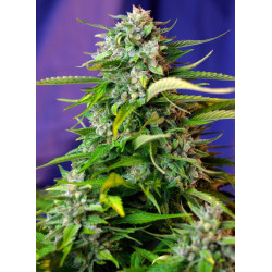 Jack 47 Auto