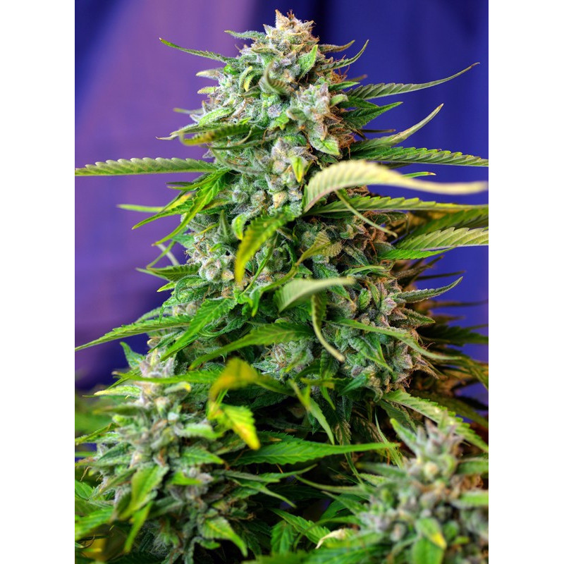 Jack 47 Auto