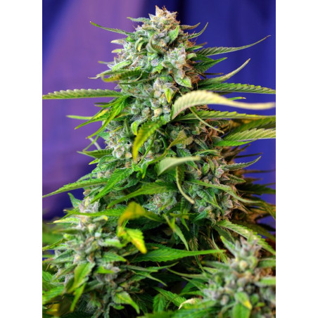 Jack 47 Auto