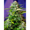 Jack 47 Auto
