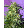 Killer Kush Auto