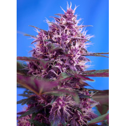 Red Poison Auto