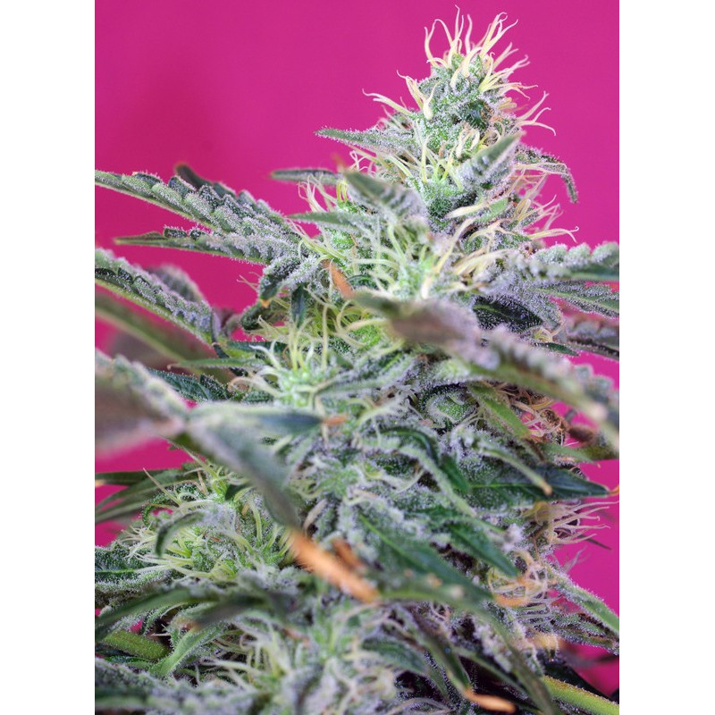 Sweet Cheese Auto