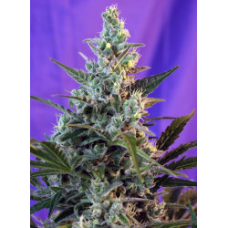 Sweet Skunk Auto