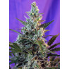 Sweet Skunk Auto