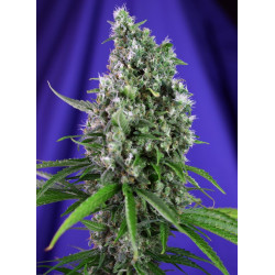 Sweet Trainwreck Auto