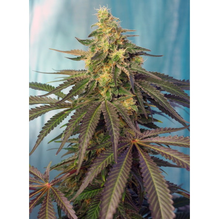 Cream Caramel