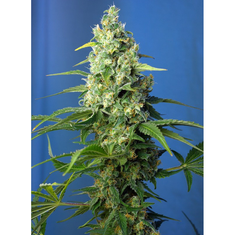 Honey Peach Auto