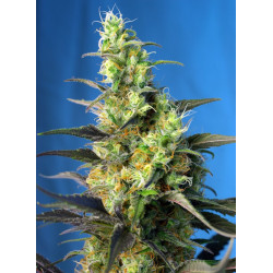 NYC Diesel