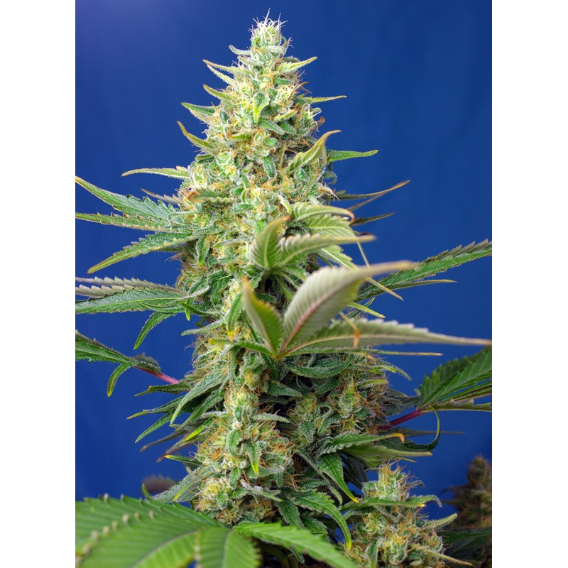 Sweet Pure Auto