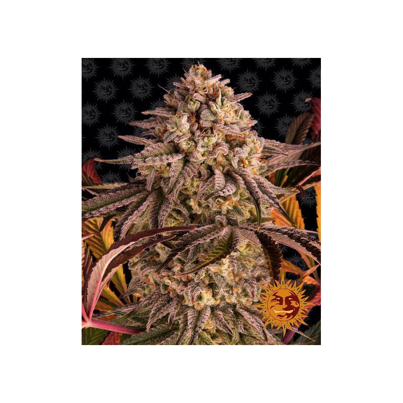 Blue Sunset Sherbert